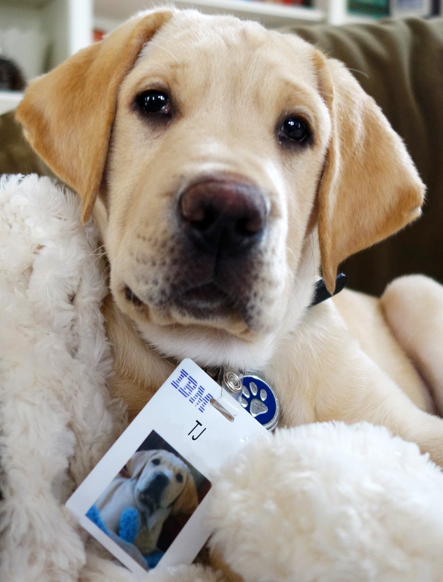 IBM's tweet image. .@IBMWatson’s next technology revolution . . . #IoT for puppies, via @cbronline: bit.ly/2wcc4mb #WithWatson