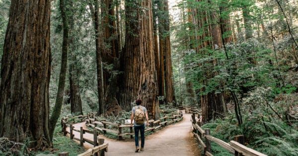 MindfulOnline's tweet photo. Barry Boyce (@Shihnode) on how the glory of trees can connect us to what matters. https://t.co/nnVqS7iEOc https://t.co/Z2dyjbU44S