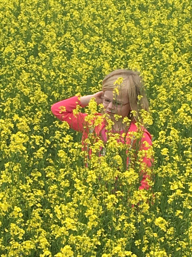 ToBeLike's tweet image. A rose in the middle of a PEI canola field.