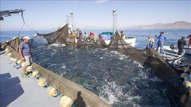 TheoOberhuber's tweet photo. La sobrepesca de especies obliga a tomar medidas urgentes para salvar al Mediterráneo del agotamiento.
https://t.co/YHBndksLDX https://t.co/tFvU1hZfAE