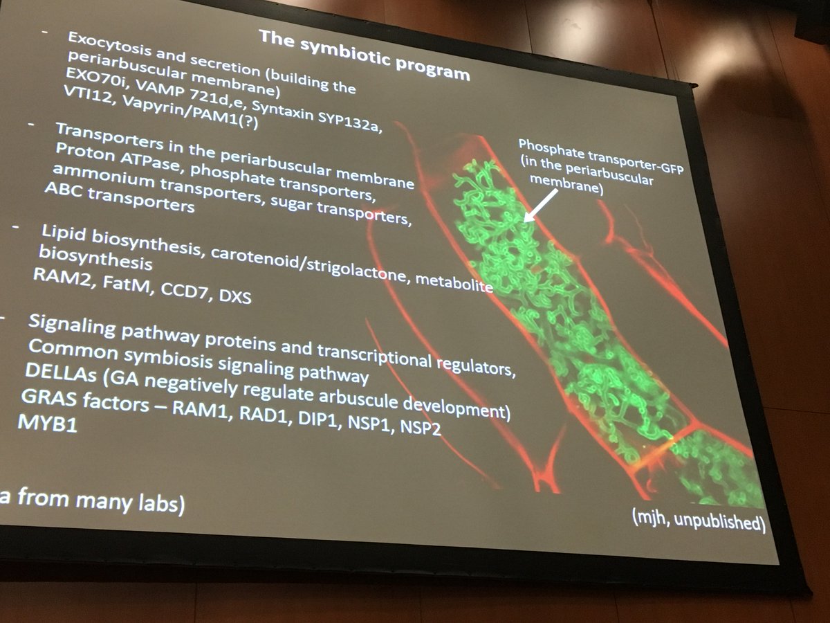 #icom9 Maria's photos of arbuscular cells are always stunning!