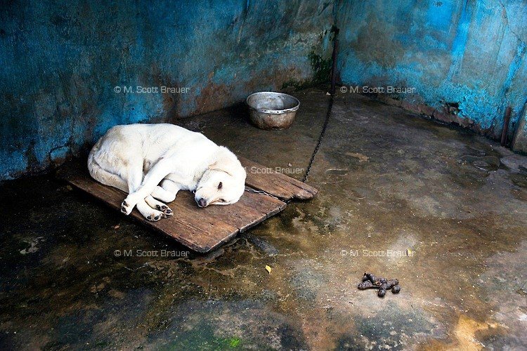 IrfanSyedReal's tweet photo. Some bad #poetry, hopefully for a good cause. On #chainedDogs, on my #blog, #Irfinity. https://t.co/zALMIkU2Ff https://t.co/8TTpptE7HY