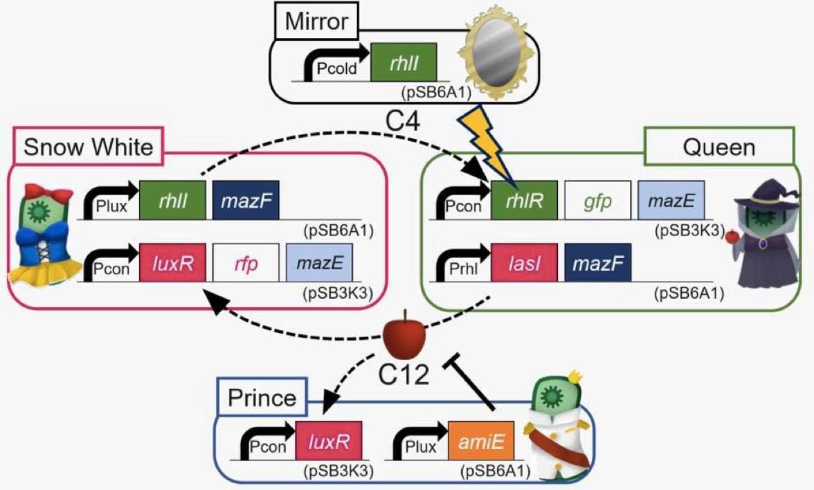 igem_tokyotech's tweet photo. Last year, we recreated a famous fairy tale "Snow White" by using quorum-sensing and toxin-antitoxin system. #iGEM2016 #fairytale✨ https://t.co/a0c9BCt8e9
