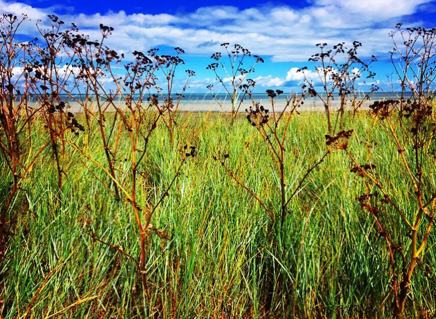 style_venturer's tweet photo. #bluesky #mondaymotivation  #clouds #cloudscape #kent #beach #sea #seaview #sky #flowers #nature #naturelover #travelphotography https://t.co/O6EwZq5KBr