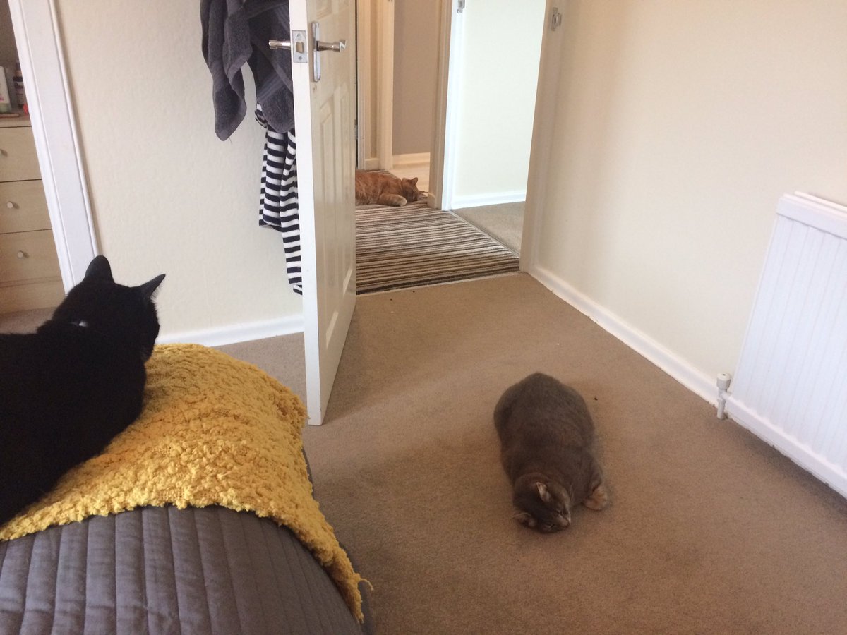 CatsOrDeathFML's tweet photo. Three loafs one house.
#KittyLoafMonday #CatsOfTwitter #MondayMotivaton https://t.co/wHOoTlUMYw