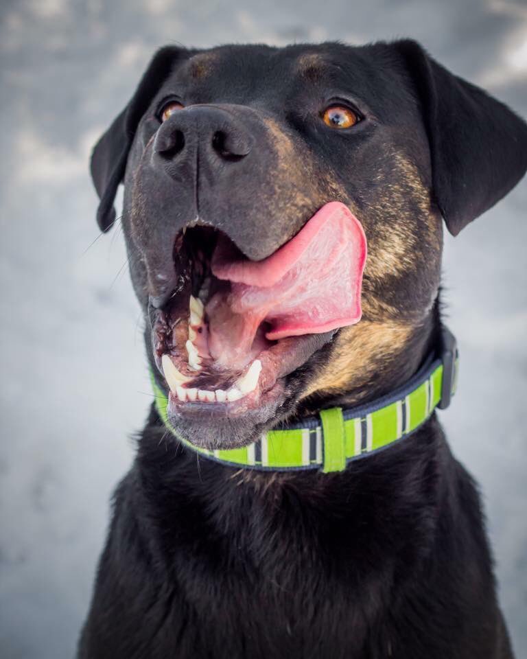 cawsab's tweet photo. Stan needs your help!  
We are in URGENT need of a foster 🏡 for this 2 year old lab cross!  To learn more https://t.co/0Vkh3n8fZR 🙌🏻💕 https://t.co/vJkHEjNk5t