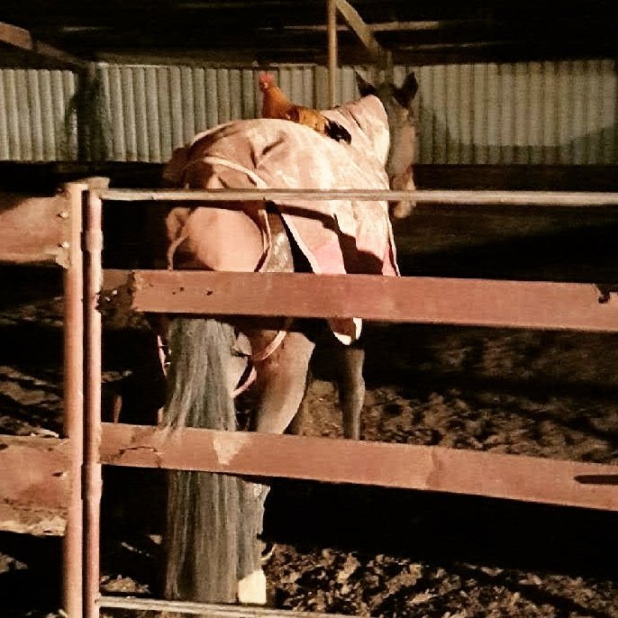 jacqvella's tweet photo. Pedro the rooster found his comfy warm spot for the night on Princess 'Sheza Westburn Jewel' πππ
#specialmare #cloverhappy #bestmates https://t.co/YPYumwtuPE