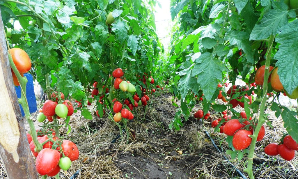 rodgers_kirwa's tweet photo. Can the government support Us with what's required  to improve our agriculture? Let's stop  hunger. Let's stop poverty #AgribusinessTalk254 https://t.co/IWX35ScpTS