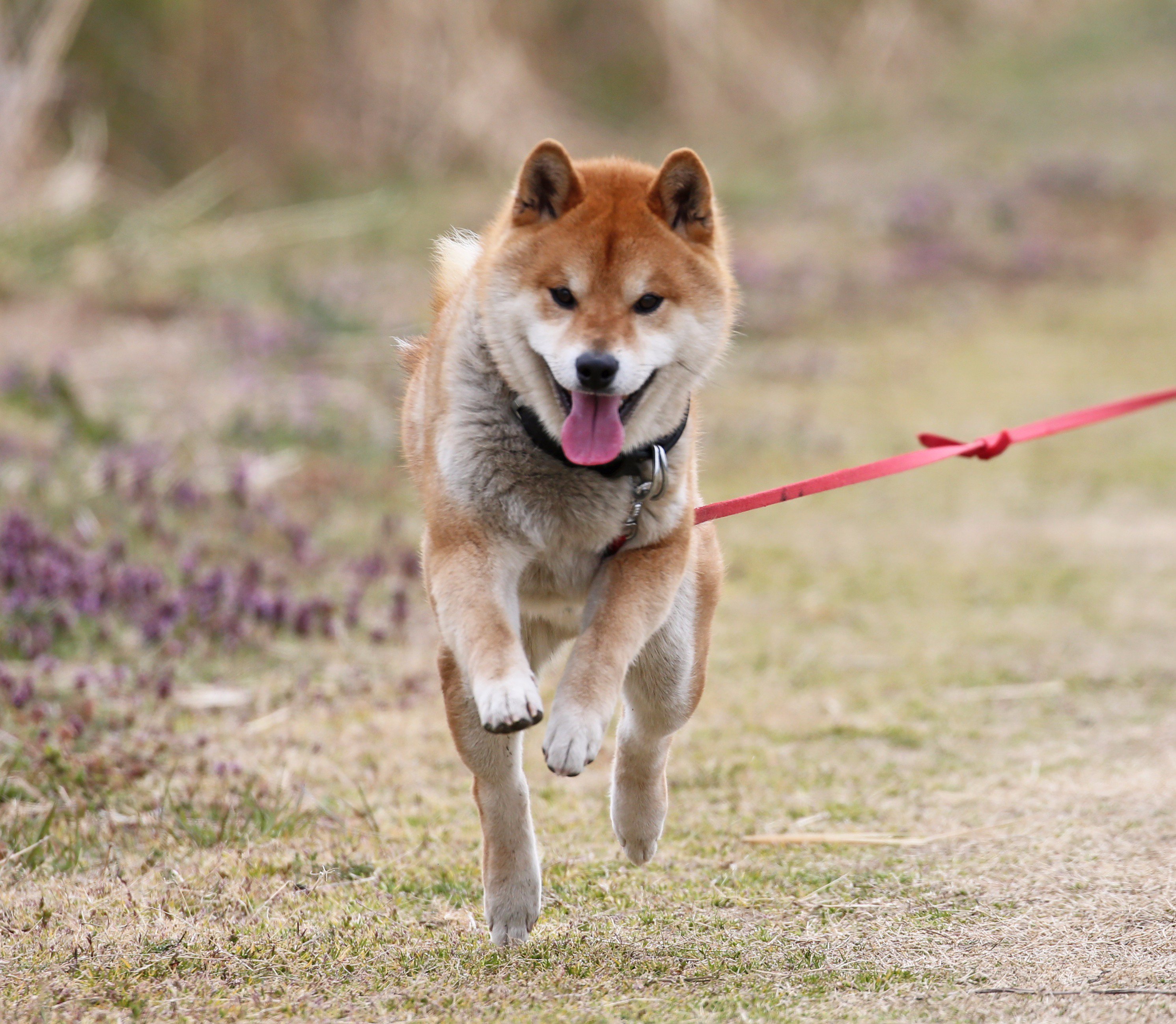 柴犬探し中 Zito7l6h0s5x7dv Twitter