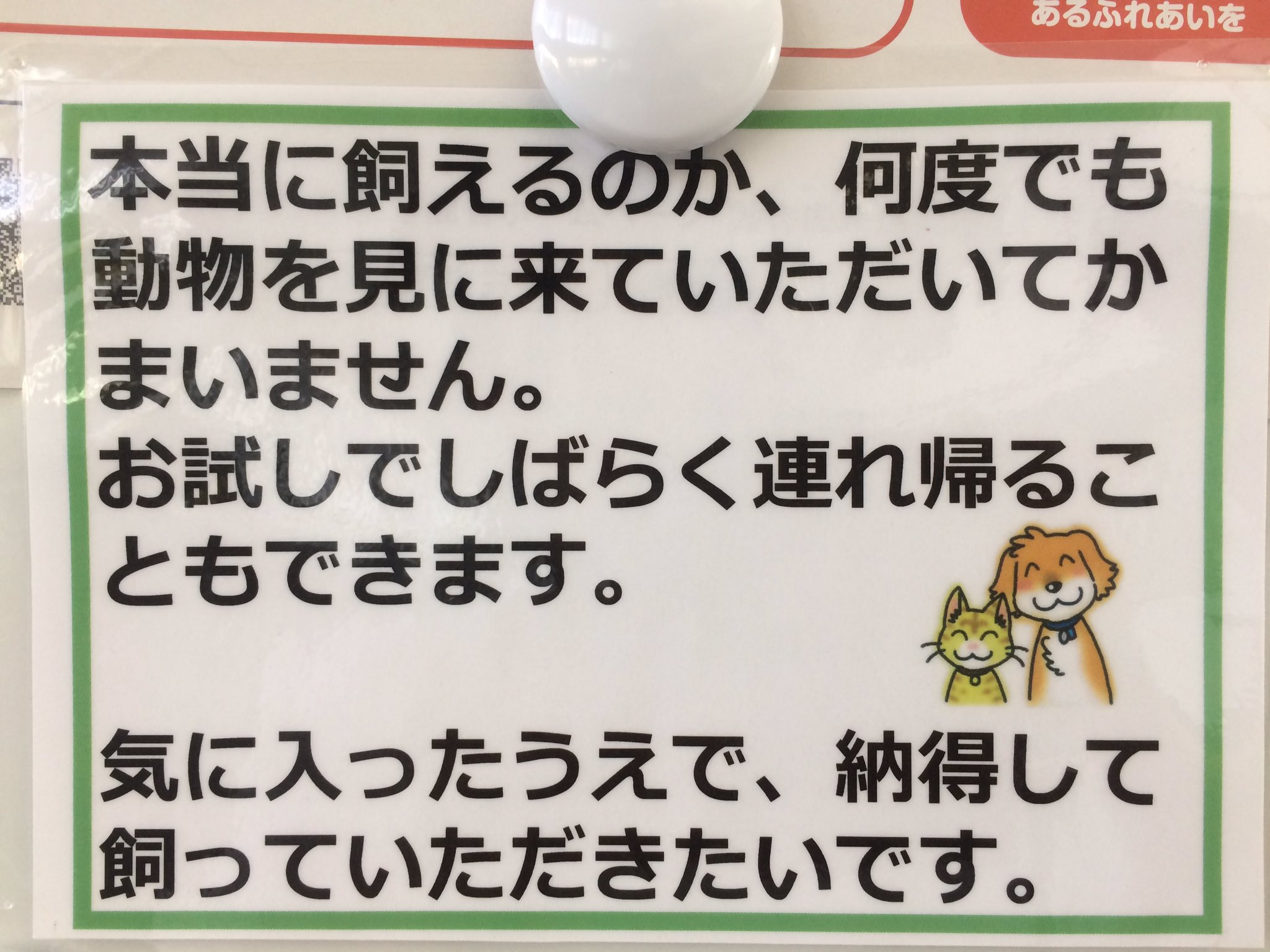 Mino 豊橋 田原 東三河 Twitterren 保健所では犬猫の新しい飼い主さんを募集しています 豊橋市保健所 ほいっぷ にて Mino 豊橋 田原 東三河 Twitterren 保健所では犬猫の新しい飼い主さんを募集しています 豊橋市保健所 ほいっぷ にて