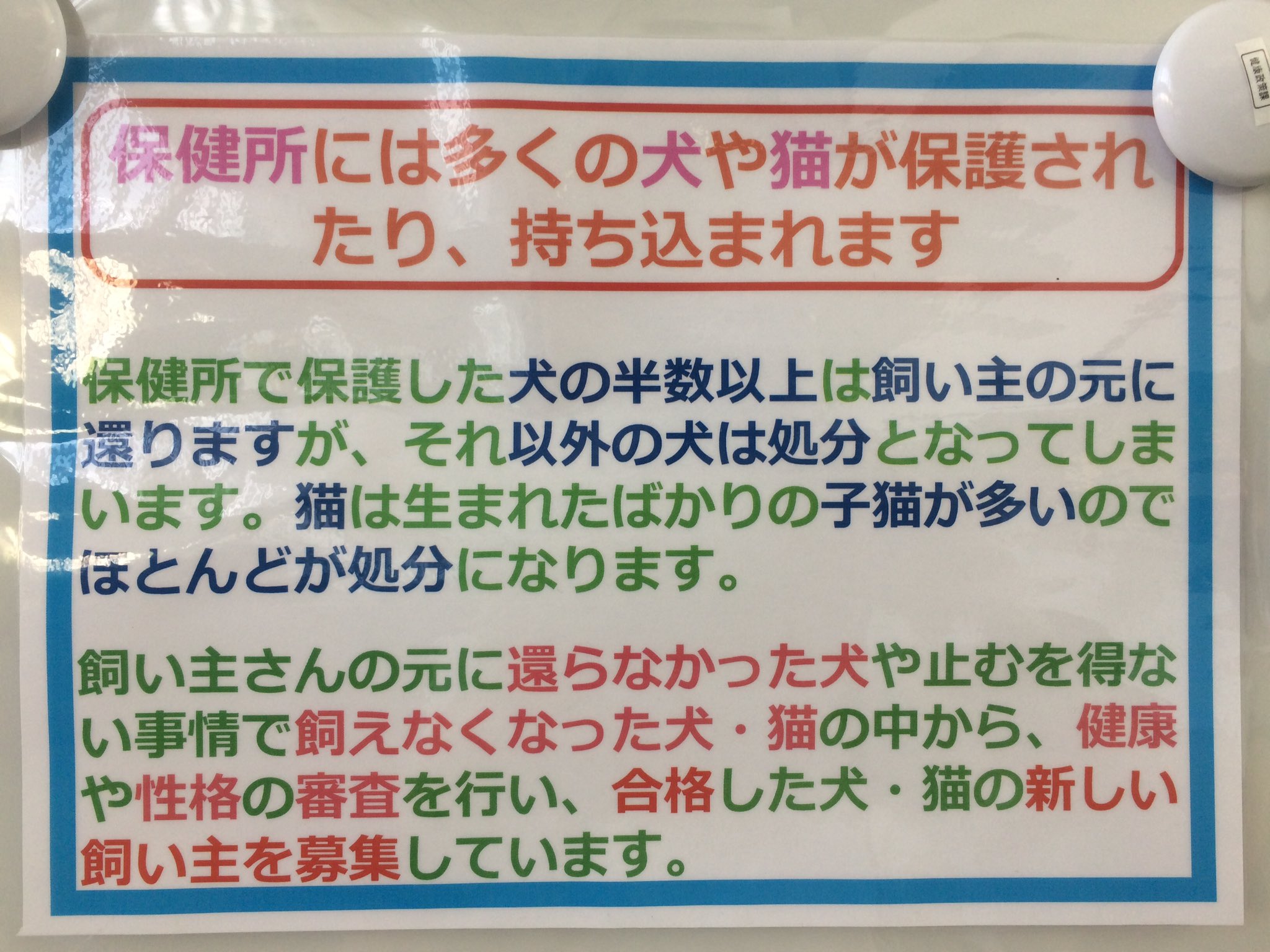 Mino 豊橋 田原 東三河 Twitterren 保健所では犬猫の新しい飼い主さんを募集しています 豊橋市保健所 ほいっぷ にて Mino 豊橋 田原 東三河 Twitterren 保健所では犬猫の新しい飼い主さんを募集しています 豊橋市保健所 ほいっぷ にて