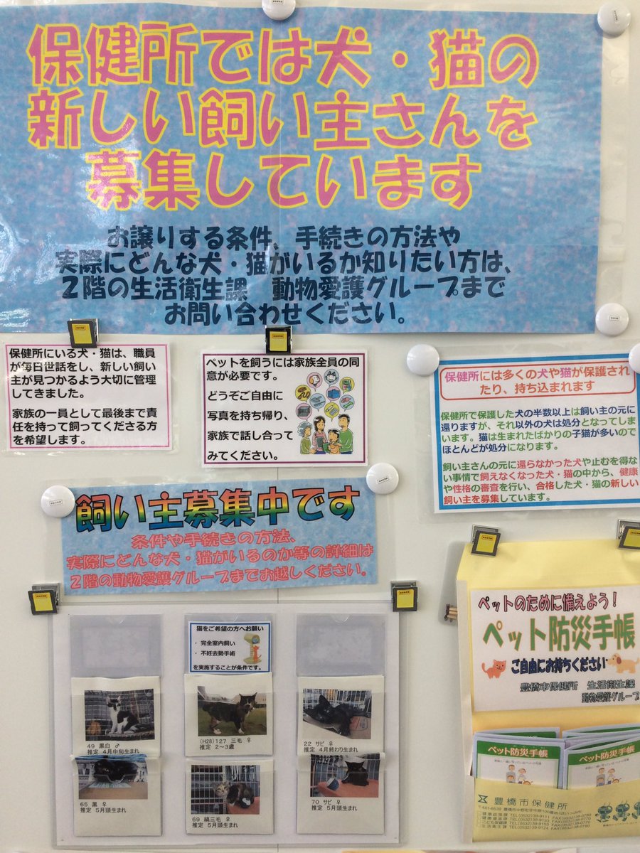 Mino 豊橋 田原 東三河 Twitterren 保健所では犬猫の新しい飼い主さんを募集しています 豊橋市保健所 ほいっぷ にて Mino 豊橋 田原 東三河 Twitterren 保健所では犬猫の新しい飼い主さんを募集しています 豊橋市保健所 ほいっぷ にて