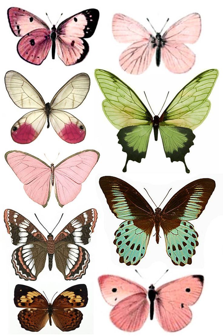 XJennXStoneX's tweet photo. Butterflies come in all shapes and sizes, but they are ALL beautiful 🦋
#butterfly #angrybutterfly #cute #sad #pretty #motivational https://t.co/D3mWo5dJgr