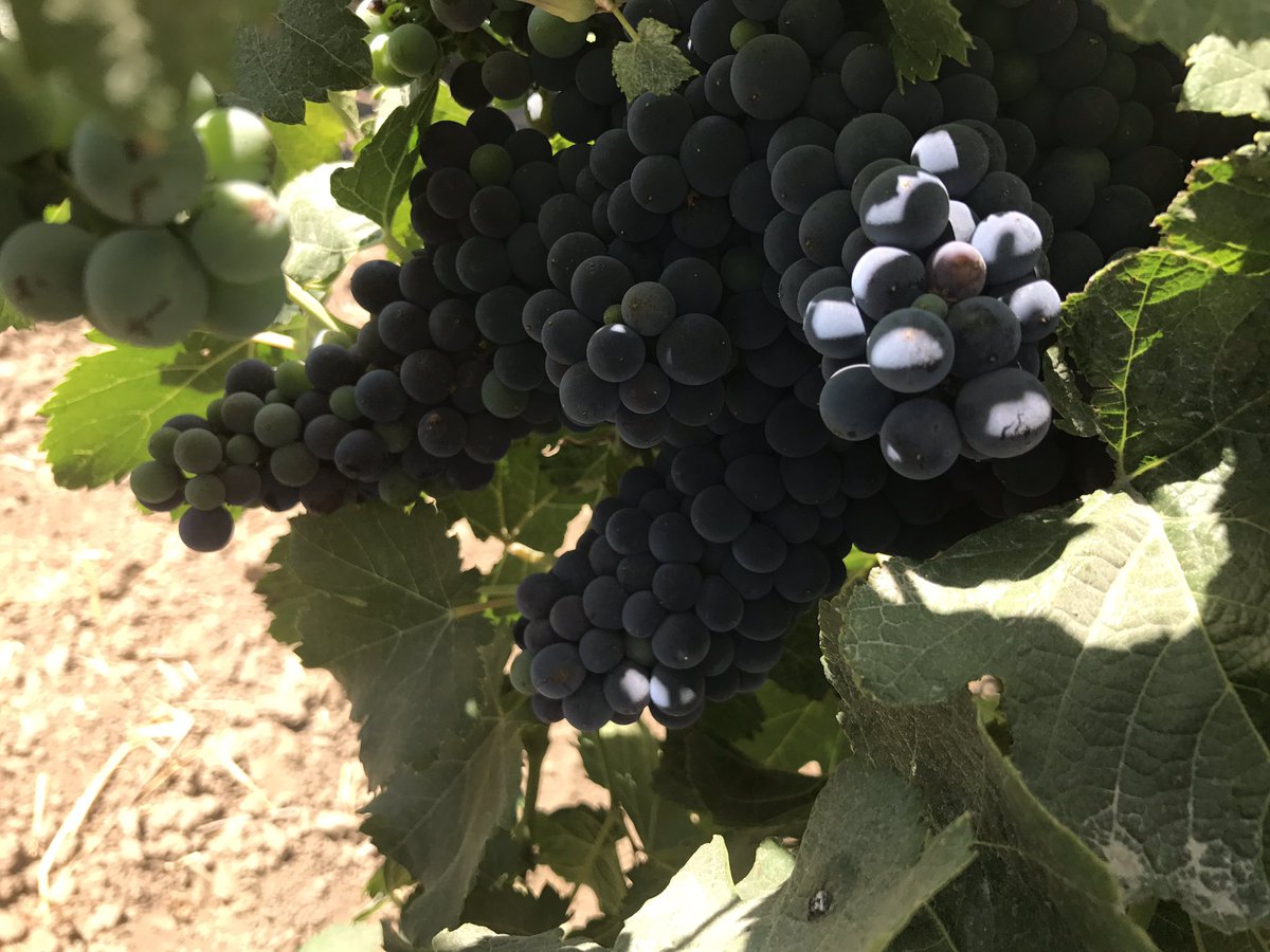 scribble_w's tweet photo. 2017 Leatherneck Syrah #verasion#Scribblescribblewine https://t.co/0GISYFKTIZ