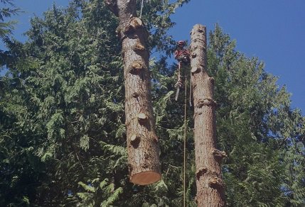 earthworkstree's tweet photo. #Tree_Removal Bellingham - #Earthworks came and safely took down the tree, cut it up into firewood size logs, https://t.co/o0kurKvFVa https://t.co/eqoCYZd3U4