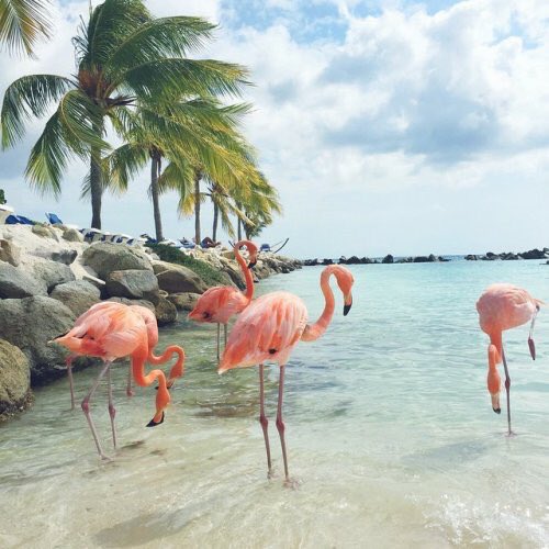 Amber02150's tweet photo. 🌴Happy new week my dear friends🌴🐚

@pintsize73 @MarionSpekker 
@marienassar_ @dct_ihjc 🐠@peetahuja😘 @HeidiStea 🐬@Ou_Prg @pilitkd 🌴🐚 https://t.co/fM5jpsXb5d