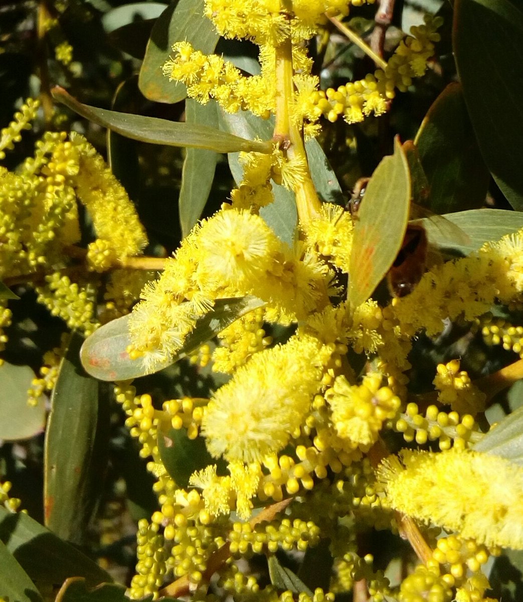 tamalambetty's tweet photo. Cute honey bee out in the sunshine #nzbees #wintersun #gisbornenz #honeyinthemaking https://t.co/ywz2f8wVOb
