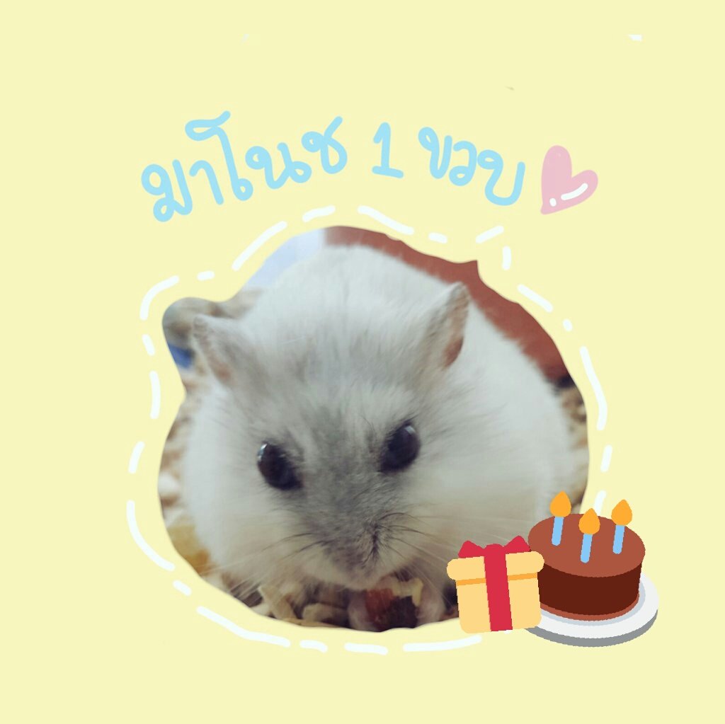 xhronmanoch's tweet photo. สุขสันต์วันเกิดมาโนช🐹🎂
อยู่ด้วยกันไปนานๆ เลยนะ https://t.co/0A37rIVw3K