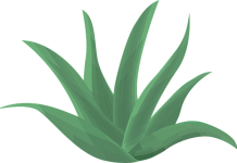 Beneficios del aloe vera ingerido