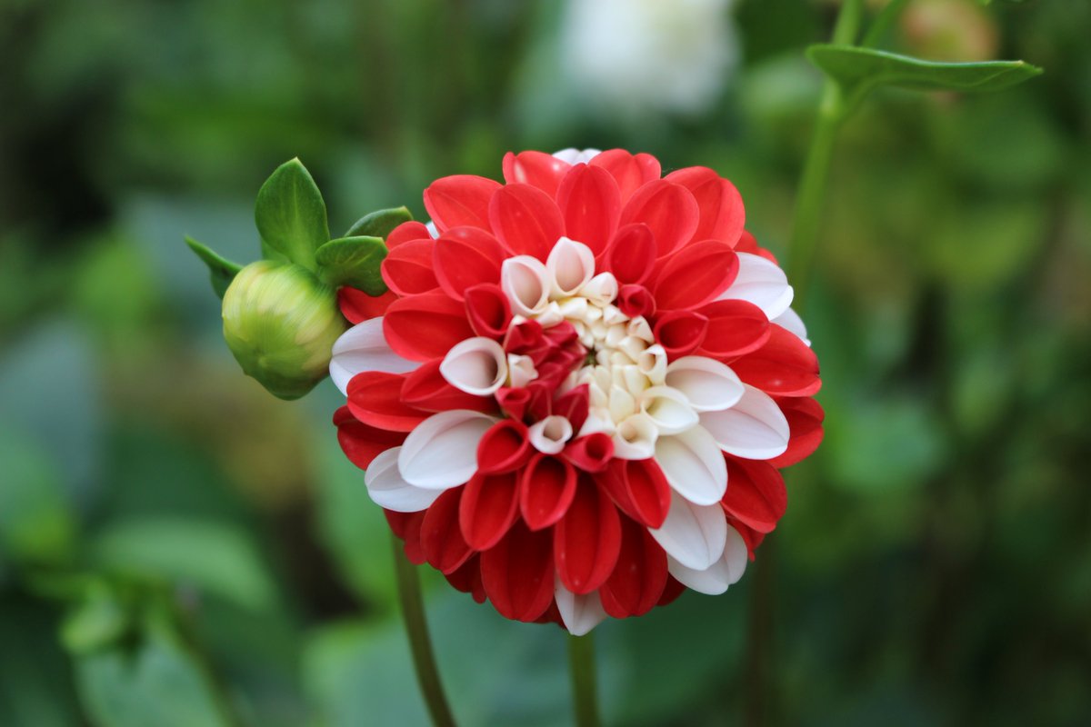 ガーデンミュージアム比叡 Na Twitteru 京都 花 比叡山 花の庭の ダリア です 園内では 紅白 や ピンク イエロー など 色とりどり の種類のダリアが咲いています 祝い事 の時はこんな紅白のダリアで飾られたら リボンの代わりになるかもしれません