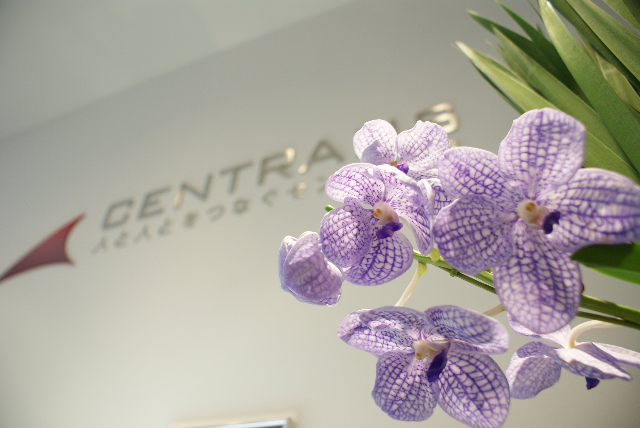 セントランス採用担当 Sur Twitter 今日のお花 バンダ 花言葉 上品な美しさ エレガント 華やかな恋 身軽 個性的 蘭の仲間だそうです 空気中に出した根 気根 をたくさん生やす性質があり バンダのように他の樹木や石に住み着く植物を着生植物