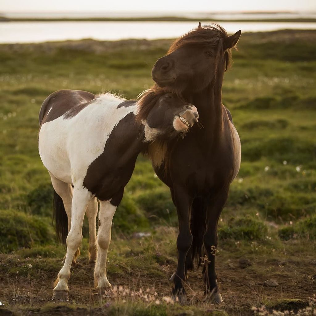 Time to smile. #igdaily #picoftheday #stlphotographer #canonbringit #iceland #horses #icelandichorse #icelandichor… ift.tt/2tWszGv