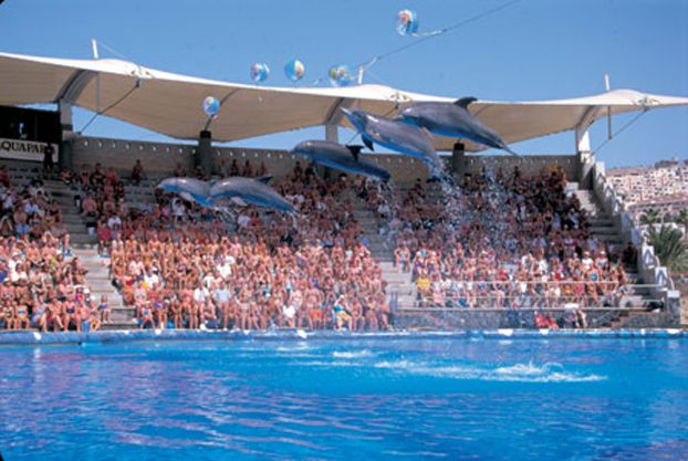 TouristCities's tweet photo. The 5 of dolphinariums to visit in Europe | Tourist-Cities https://t.co/yOsDYF381A https://t.co/3AcEFOAkin