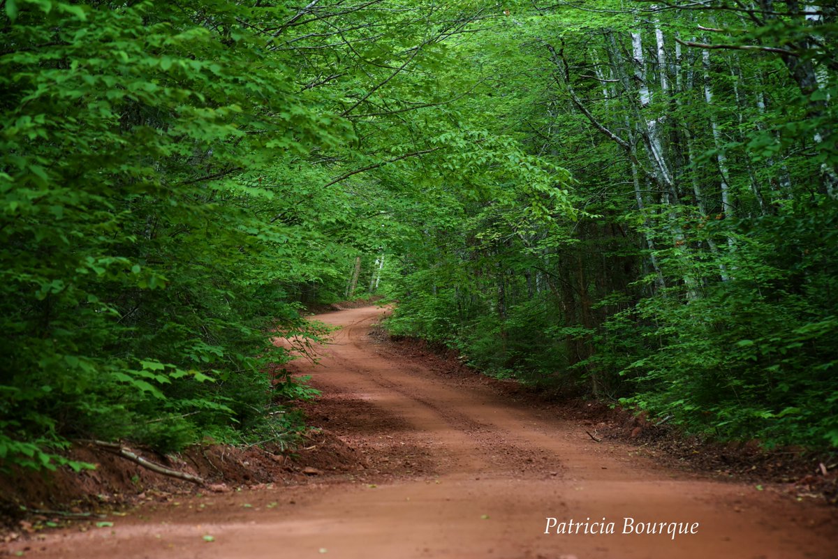 TrishaBourque's tweet photo. one never knows what is around the next bend...#BackRoadAdventures #PEI 📸 https://t.co/rvbdhletsI