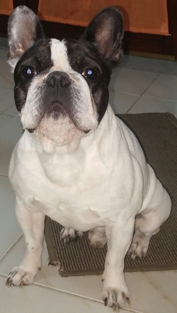roxell88's tweet photo. @MarioSerpaOff ciaooo Kim😍 io sono Ettore 🐶😍😍 https://t.co/LtTup0Wpwl