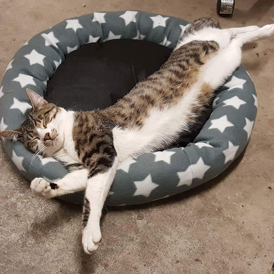 MsOpalWorld's tweet photo. Can someone tell the apprentice to stop sleeping on the job!! #happyopal #prettykitty #msopalworld #opalobsessed https://t.co/H0cJZjyemU