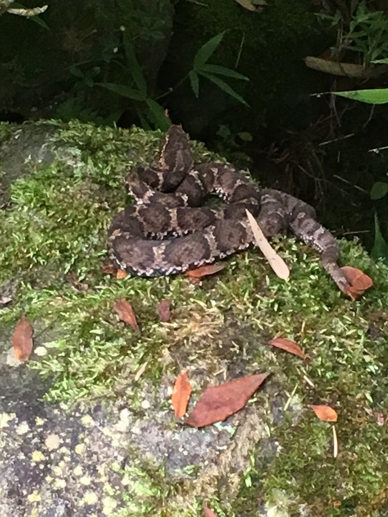 ヤマカガシ警察 が爆誕 さっそく蛇写真の鑑定ぞくぞく Togetter ヤマカガシ警察 が爆誕 さっそく蛇写真の鑑定ぞくぞく Togetter