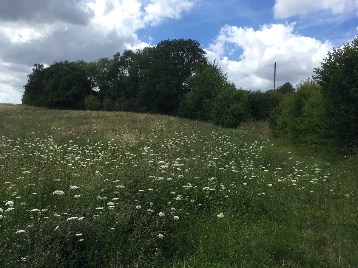 hayandhazel's tweet photo. Our #meadows are still available for #haymaking this year.
#haysel2017 #speciesrich #pasturefarming https://t.co/VeKlFkuK6k