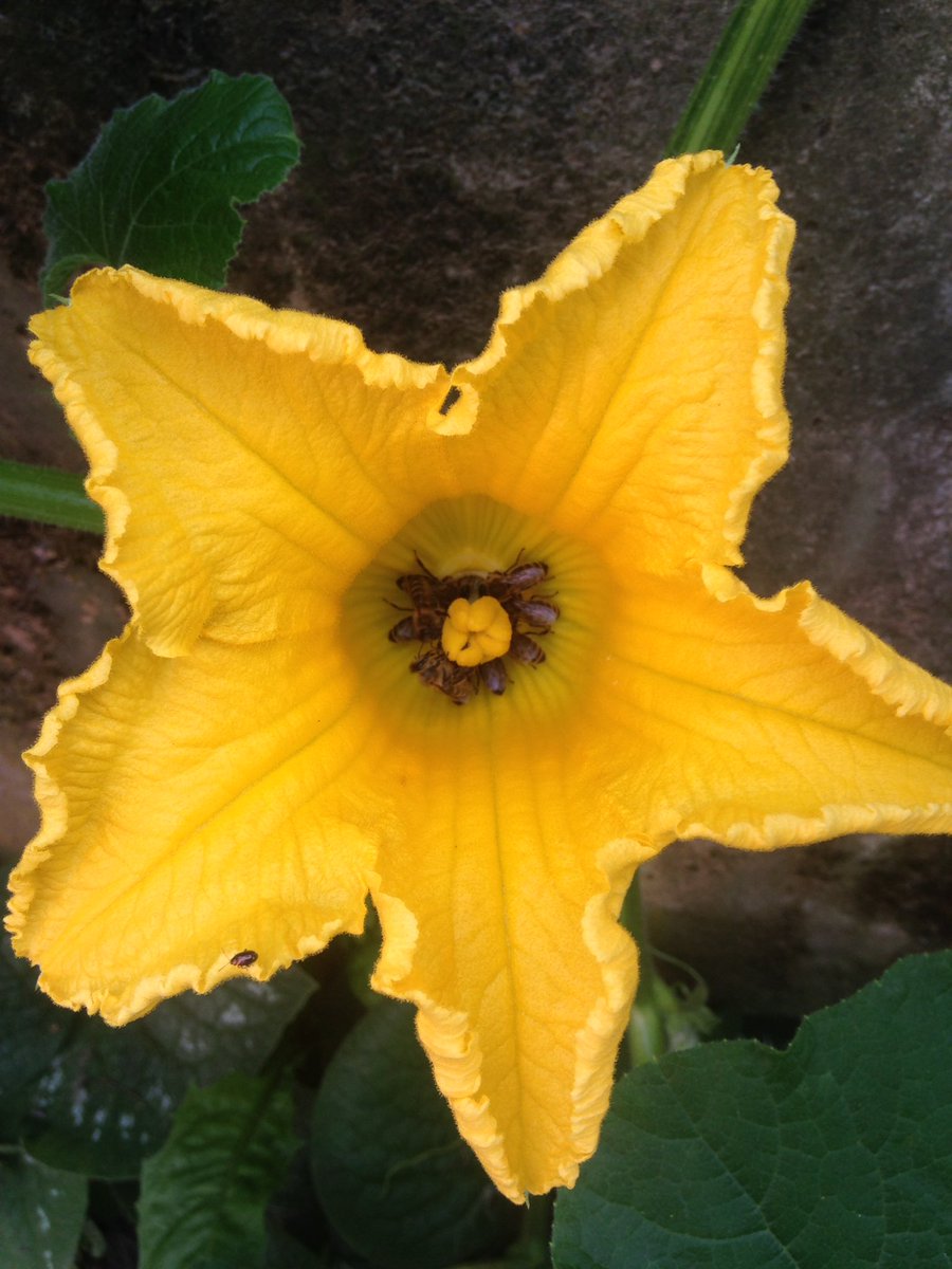 div_chirrup's tweet image. Can't wait for the #pumpkin 🎃 you guys will make #beesatwork #mondaymorning #mondaymotivation #bees