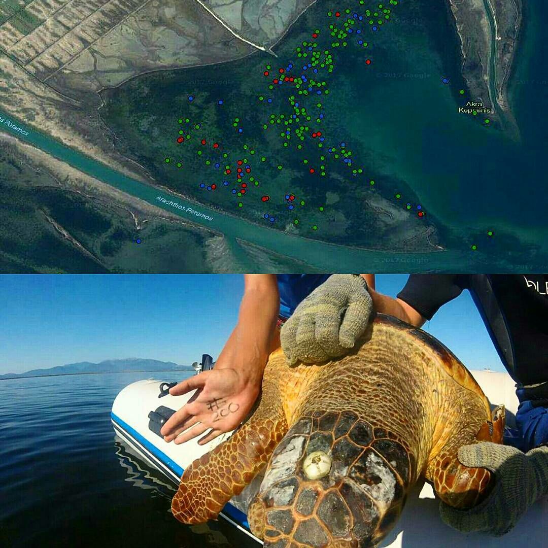 Archelon Archelon Stps Twitter Archelon Archelon Stps Twitter