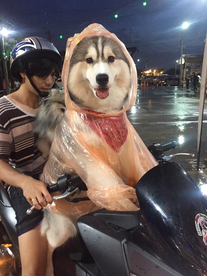 Jasmindays's tweet photo. โง้ยยย ทำไมน่ารักขนาดนี้ลูก คอลเลคชั่นหน้าฝน . 55555555555555555555555555555555 https://t.co/o1shCiZAjD