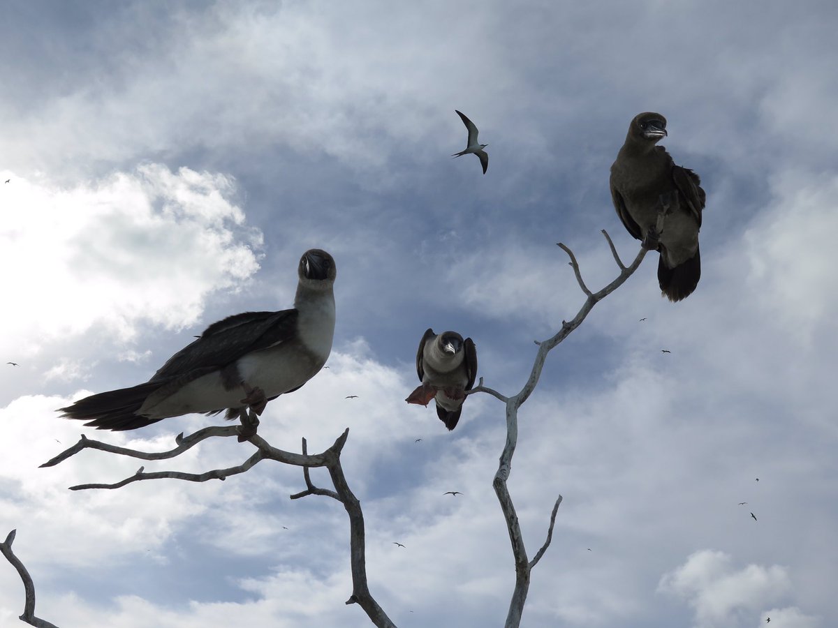 Tietjenk's tweet photo. Checking out 3 JV brown booby birds checking out me. #KI2017 #seabirds @baumlab https://t.co/St0jOJmIBi