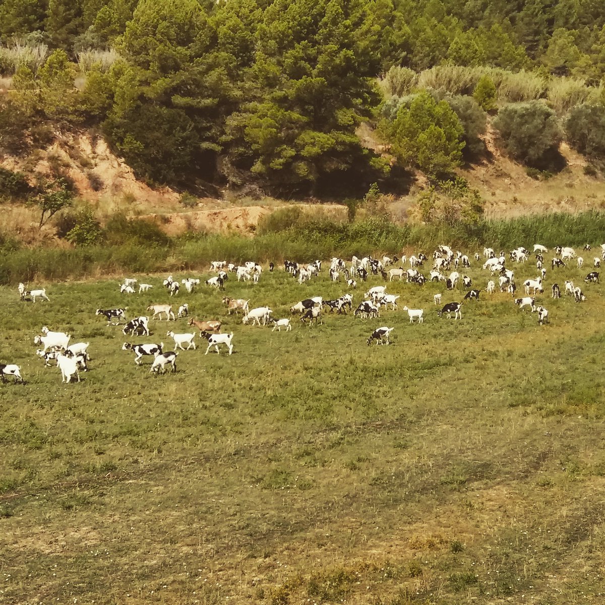 CellerFrisach's tweet photo. La cabra tira al monte! #TerralTinamenT #TerraAltaRules #OrgasmicLands #OrganicFarming #wineadict #winelovers💃🍷 #pitespitespites https://t.co/m6Pn9j2j3R