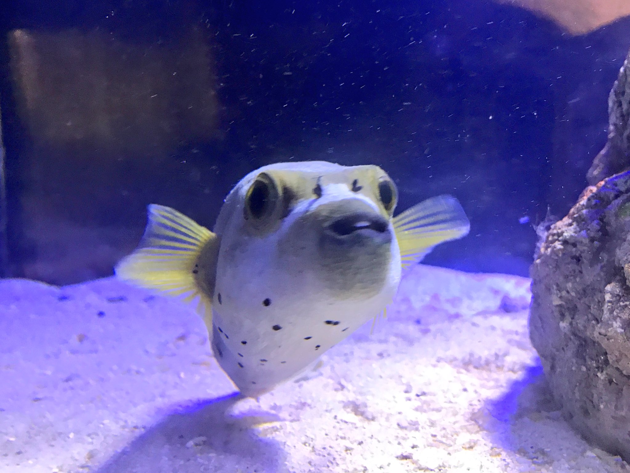 横浜 八景島シーパラダイス公式 Auf Twitter トンガから イッテq 水族館 に新たな海の生きものが3種仲間入りしました 犬に似た顔つきの ドッグフェイスパファー 器用に海中を動き回る ミナミベニツケガニ フラメンコを踊るダンサーの 横浜 八景島シーパラダイス公式 Auf Twitter トンガから イッテq 水族館 に新たな海の生きものが3種仲間入りしました 犬に似た顔つきの ドッグフェイスパファー 器用に海中を動き回る ミナミベニツケガニ フラメンコを踊るダンサーの