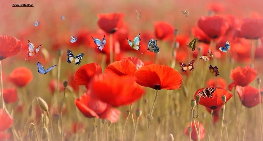ramblingsloa's tweet photo. Wherever a beautiful soul has been there is a trail of beautiful memories. https://t.co/0NKUPDu0eR