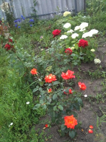 dkar2002's tweet image. 