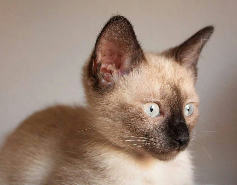 mellamanlara_'s tweet photo. Esta preciosa gatita de 3 meses busca hogar en Madrid! Si te interesa 👉 645153671 https://t.co/66XWjJmiwL