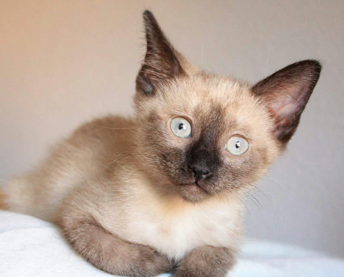 mellamanlara_'s tweet photo. Esta preciosa gatita de 3 meses busca hogar en Madrid! Si te interesa 👉 645153671 https://t.co/66XWjJmiwL