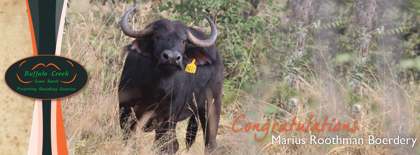 buffalocreekSA's tweet photo. Congratulations to Marius Roothman Boerdery on the purchase of these 2 magnificent lots. Thank you for your support!
#BuffaloCreekGameRanch https://t.co/fy89jtuz5T