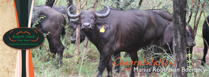 buffalocreekSA's tweet photo. Congratulations to Marius Roothman Boerdery on the purchase of these 2 magnificent lots. Thank you for your support!
#BuffaloCreekGameRanch https://t.co/fy89jtuz5T
