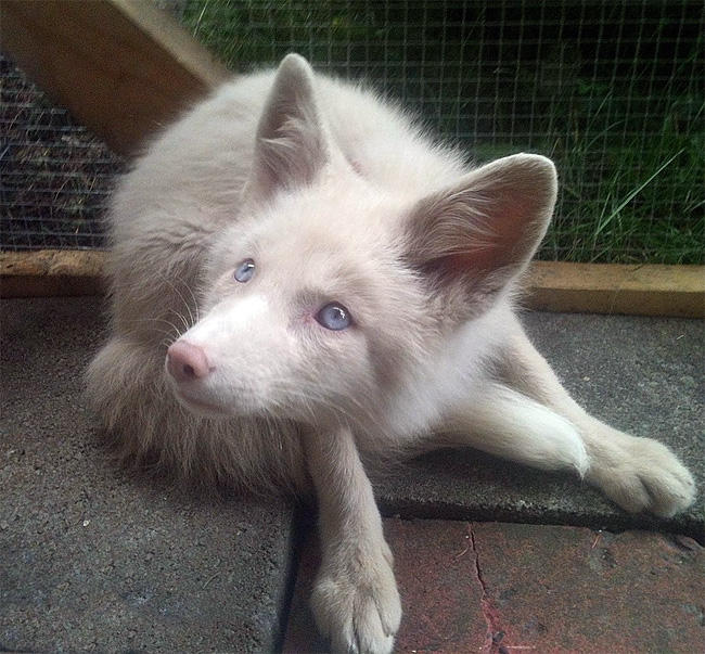 秘密の動物たち 厳選 ピンクシャンパン フォックス 世界に2頭しかいないキツネ ピンク色の毛と青い目が特徴でアルビノとは異なる 2匹のうち1匹はカナダで飼われており一緒に住んでいる犬と非常に仲が良いそうです T Co Tc2nqs6idy