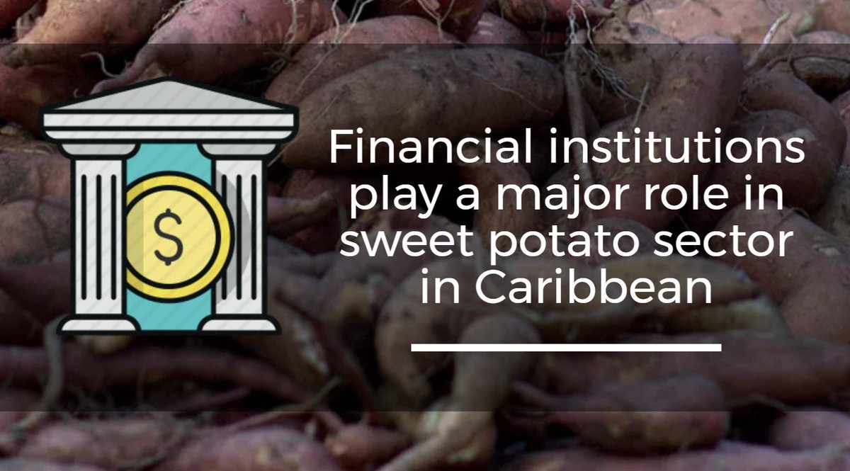 CTAflash's tweet photo. Financial institutions play a major role in #sweetpotato sector in #caribbean > https://t.co/rfMec2Y5g9 #investment #intra_app @FAST_Intl https://t.co/23wB8mna63