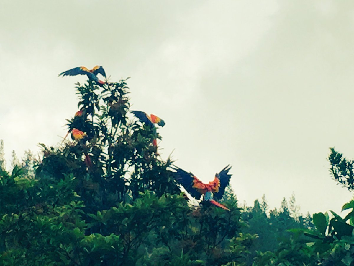 nuriaq's tweet photo. Fetes a la UMA La Otra Opción (#Veracruz, Mèxic) amb carinyo per @agentsruralscat i #AAMM #WorldRangerDay #greenthinline #wildlife https://t.co/VgMddUl3c5