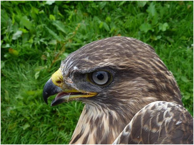 skyeandfrisa's tweet image. Fab result for car hit #Mull buzzard. Rescued from road by local &amp;amp; cared for locally. Touch &amp;amp; go but ok &amp;amp; released week ago. Saw it fly ydy😂