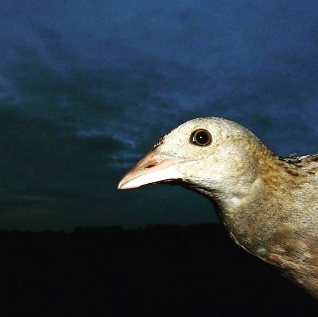 Sovon Vogelonderzoek on Twitter 