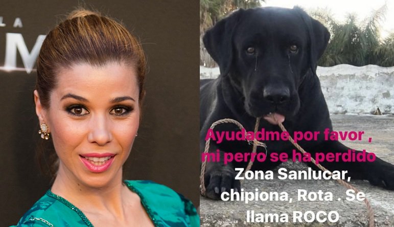 antena3com's tweet photo. ¡Buscamos a Roco! 🐶 @NataliaOficial_ pide ayuda en redes sociales para encontrar a su perro https://t.co/qQ225tMVBw https://t.co/fzcIUTTSyT